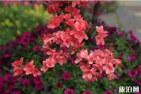 2019四川第十二届花舞人间杜鹃花节3月8日开启 2019四川第十二届花舞人间杜鹃花节3月8日开启