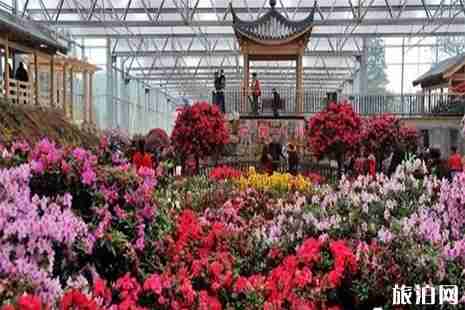 2019四川第十二届花舞人间杜鹃花节3月8日开启 2019四川第十二届花舞人间杜鹃花节3月8日开启