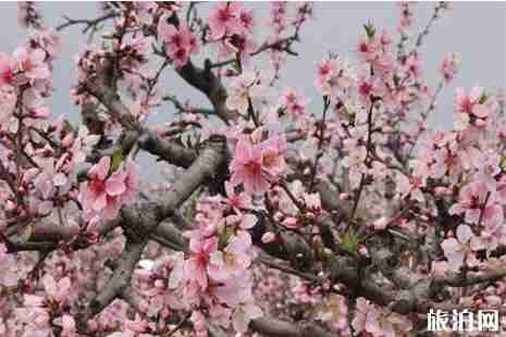 张家港桃花节在哪里 赏花攻略