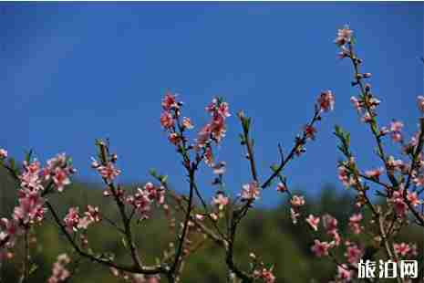 张家港桃花节在哪里 赏花攻略