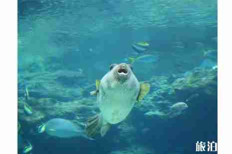 2019扬中河豚节3月8日开启