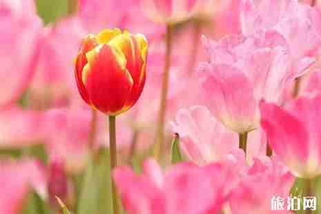 2019四川三八节景区优惠信息汇总 2019四川三八节景区优惠信息汇总