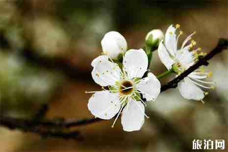 2019四川广安市岳池县李花节3月9日开启