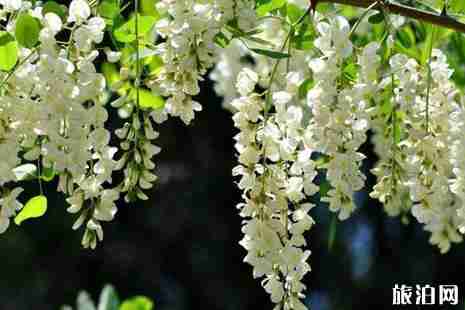 西安赏花攻略2019