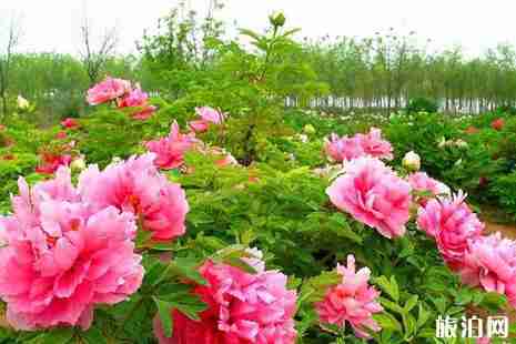 西安赏花攻略2019