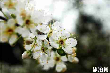 2019四川广安市岳池县李花节3月9日开启