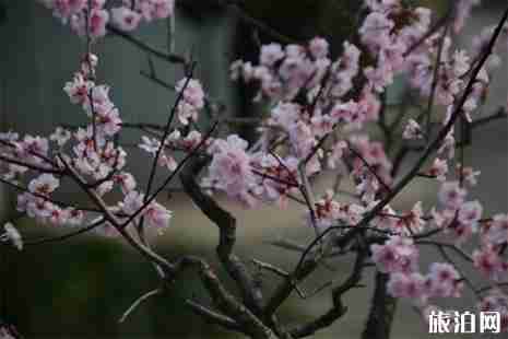2019年南京溧水梅花节时间+地点+灯光秀时间 2019年南京溧水梅花节时间+地点+灯光秀时间