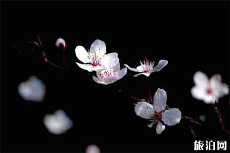 安徽池州赏花指南 花期+攻略