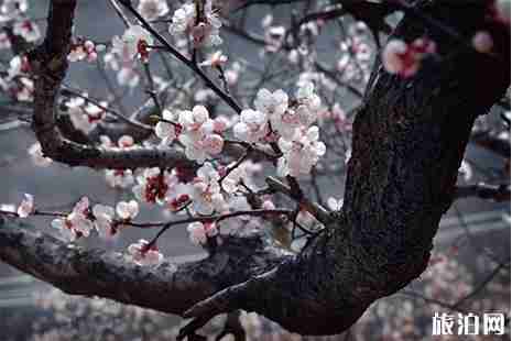 承德2019最新赏花地图 花期+行车路线