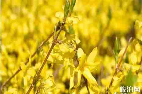 青州赏花地推荐 青州赏花地图 青州赏花地推荐 青州赏花地图