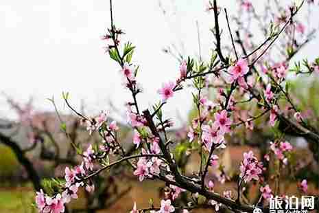 青州赏花地推荐 青州赏花地图 青州赏花地推荐 青州赏花地图