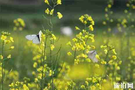 承德2019最新赏花地图 花期+行车路线