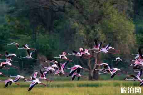 2019肯尼亚动物大迁徙时间+地点+带什么东西 2019肯尼亚动物大迁徙时间+地点+带什么东西