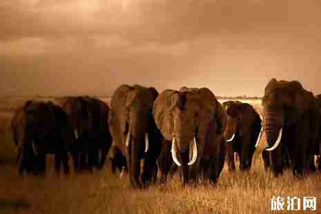 2019肯尼亚动物大迁徙时间+地点+带什么东西 2019肯尼亚动物大迁徙时间+地点+带什么东西