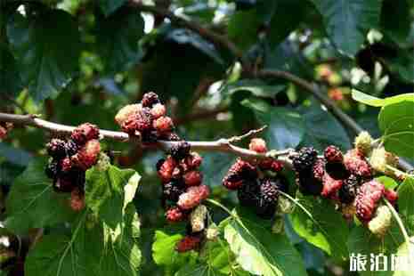 2019深圳光明农场大观园桑葚熟了吗 门票+交通 2019深圳光明农场大观园桑葚熟了吗 门票+交通