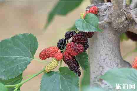 2019深圳光明农场大观园桑葚熟了吗 门票+交通 2019深圳光明农场大观园桑葚熟了吗 门票+交通