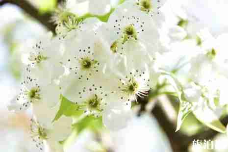 2019金川梨花节3月10日开启 时间+门票 2019金川梨花节3月10日开启 时间+门票