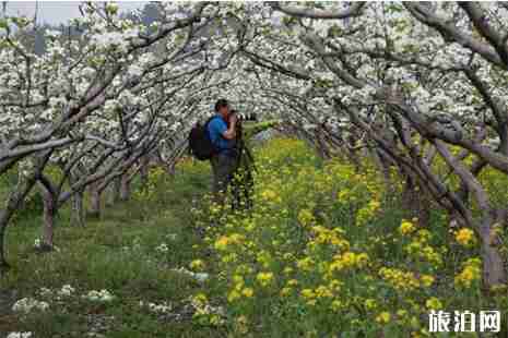2019金川梨花节3月10日开启 时间+门票 2019金川梨花节3月10日开启 时间+门票