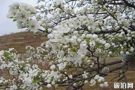2019砀山梨花节 时间+门票 2019砀山梨花节 时间+门票
