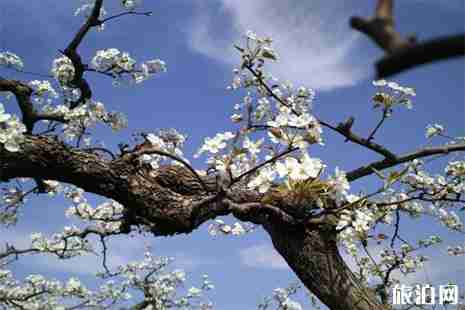 2019砀山梨花节 时间+门票 2019砀山梨花节 时间+门票