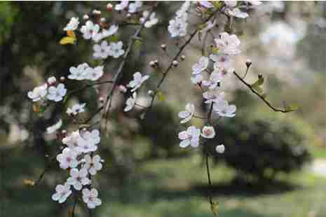 2019大邑雾中山李花节 时间+地点 2019大邑雾中山李花节 时间+地点