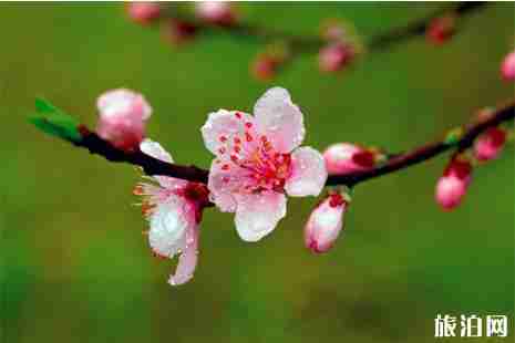 2019四川射洪县第二十一届桃花节 附活动时间安排 2019四川射洪县第二十一届桃花节 附活动时间安排