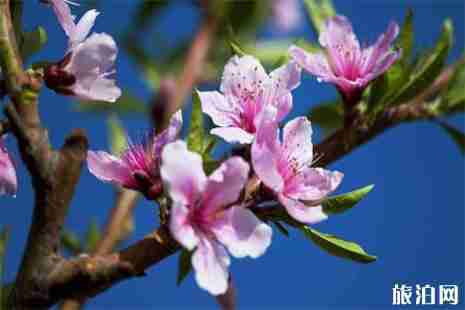 2019四川射洪县第二十一届桃花节 附活动时间安排 2019四川射洪县第二十一届桃花节 附活动时间安排