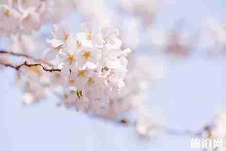 2019石家莊周邊賞花地圖 石家莊賞花好去處 2019石家莊周邊賞花地圖 石家莊賞花好去處