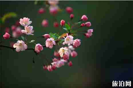 2019成都天府新区赏花攻略