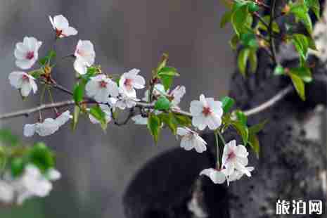 2019成都天府新区赏花攻略