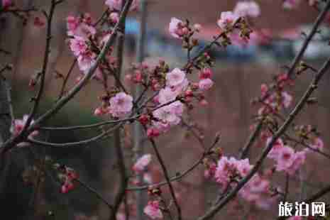 云南看樱花去哪里+赏花指南 云南看樱花去哪里+赏花指南