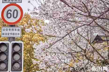浙江赏樱花的地方推荐 浙江赏樱花的地方推荐
