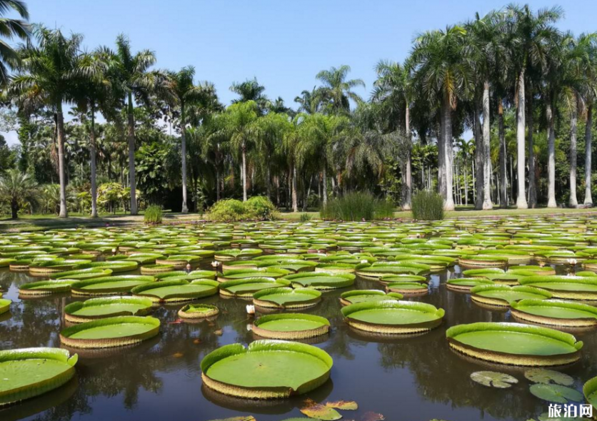 云南旅游必去的景点 云南哪里有好玩的景点 云南旅游必去的景点 云南哪里有好玩的景点