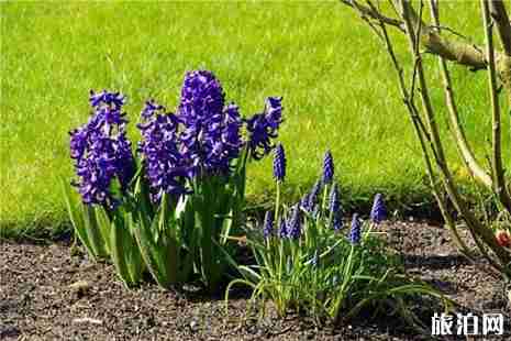 2019邳州赏花地图 邳州赏花好去处