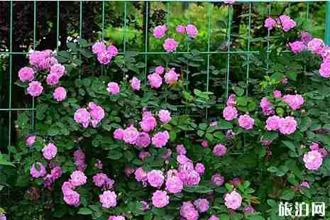 2019阜阳周边赏花地点推荐 阜阳赏花地图 2019阜阳周边赏花地点推荐 阜阳赏花地图