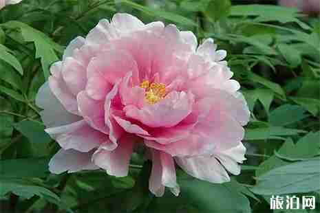 2019阜阳周边赏花地点推荐 阜阳赏花地图 2019阜阳周边赏花地点推荐 阜阳赏花地图