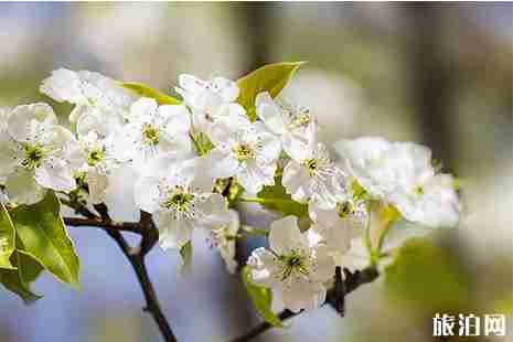 2019阜阳周边赏花地点推荐 阜阳赏花地图 2019阜阳周边赏花地点推荐 阜阳赏花地图