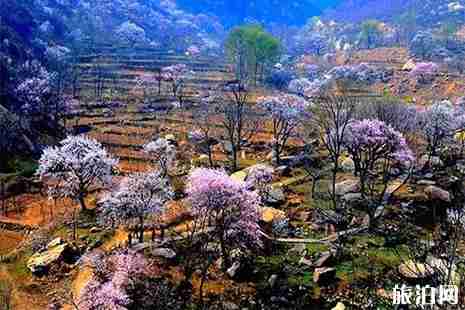2019雄安哪里可以赏花 雄安赏花地图 2019雄安哪里可以赏花 雄安赏花地图