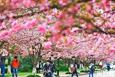 2019雄安哪里可以赏花 雄安赏花地图 2019雄安哪里可以赏花 雄安赏花地图