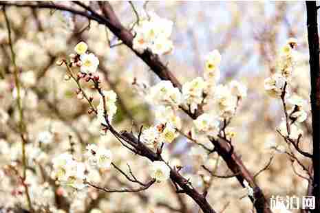 開封踏春賞花地點推薦 開封賞花好去處