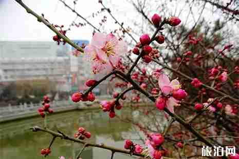 開封踏春賞花地點推薦 開封賞花好去處