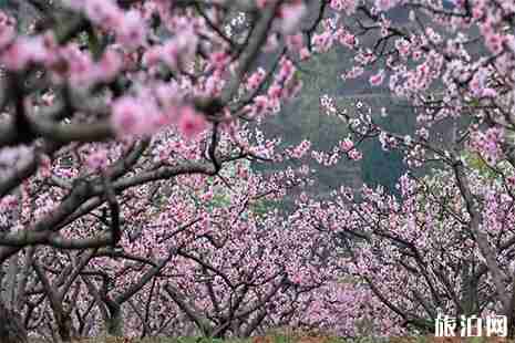 2019广汉周边赏花景点 广汉赏花好去处 2019广汉周边赏花景点 广汉赏花好去处