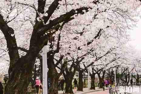 2019首尔樱花开放时间+观赏地点推荐 2019首尔樱花开放时间+观赏地点推荐
