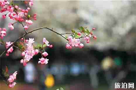2019马鞍山哪里赏花比较好 马鞍山赏花地图 2019马鞍山哪里赏花比较好 马鞍山赏花地图
