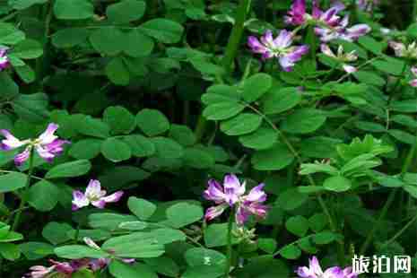 2019山西賞花地圖 山西賞花好去處 2019山西賞花地圖 山西賞花好去處