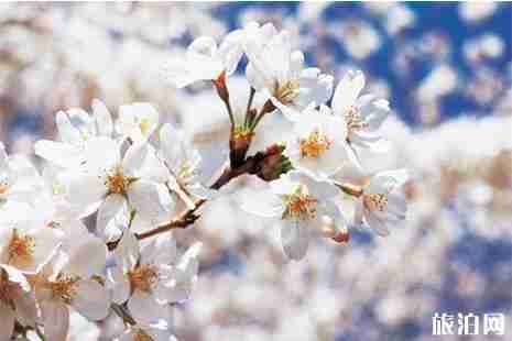 2019山西賞花地圖 山西賞花好去處 2019山西賞花地圖 山西賞花好去處