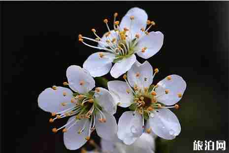 2019山西賞花地圖 山西賞花好去處 2019山西賞花地圖 山西賞花好去處