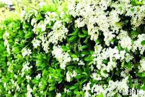 2019年春季武汉赏花攻略 2019年春季武汉赏花攻略