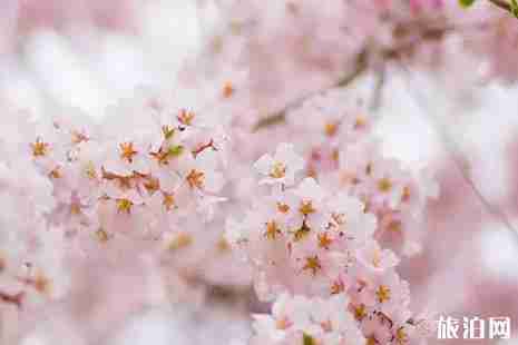 2019年春季武汉赏花攻略 2019年春季武汉赏花攻略
