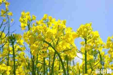 2019年春季武汉赏花攻略 2019年春季武汉赏花攻略